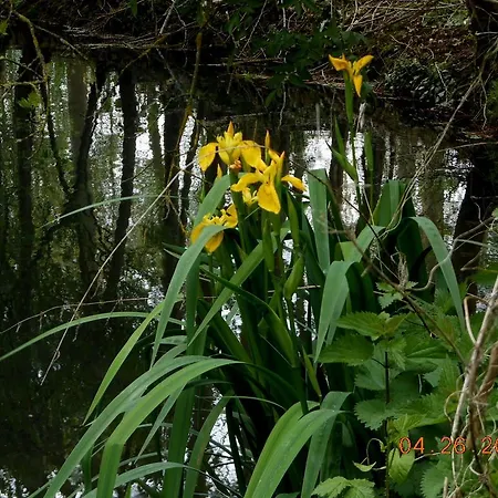 Cynlyns Le Ruisseau Dans Le Marais Bed & Breakfast Saint-Savinien